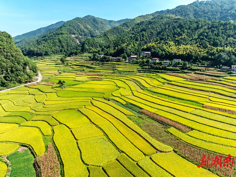 梯田“丰”景