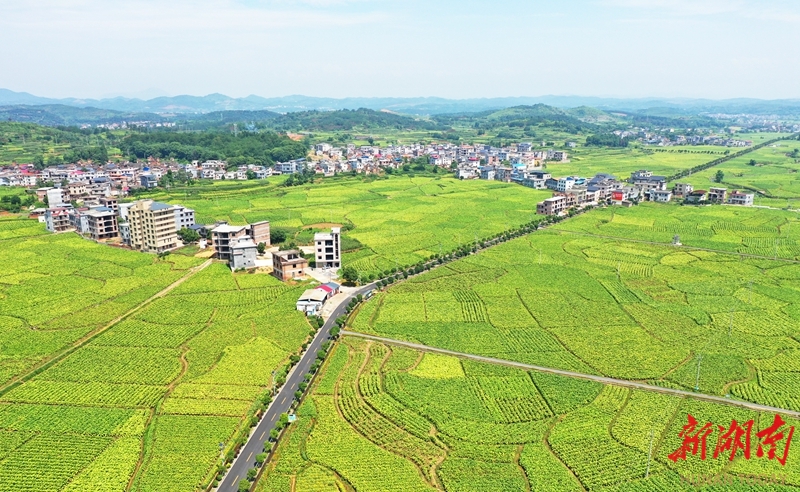 夏日田园 绿意盎然