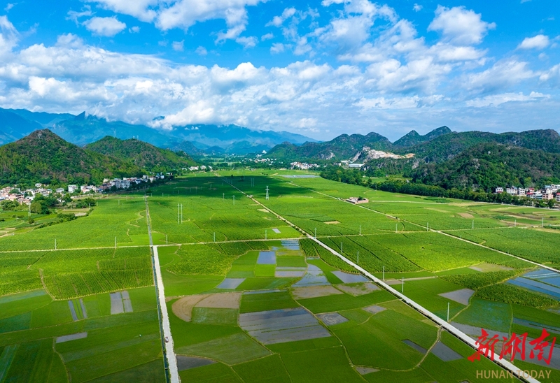 夏日田园 风光秀美